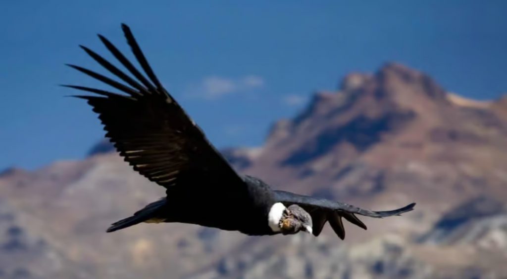 הקונדור - הרבה יותר מעוף דורס